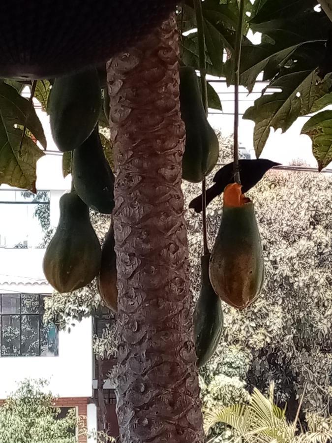 Peregrinus 2*